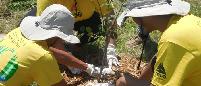 CITGO Volunteers Planting tree